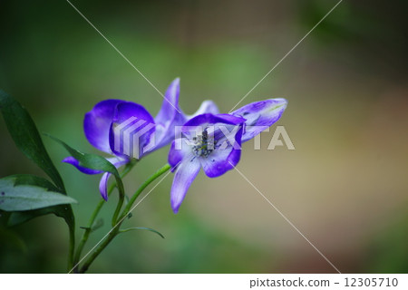 Torikabuto花 12305710