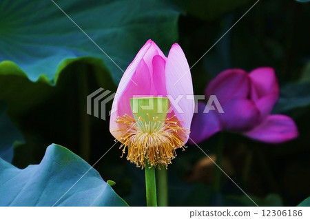 Summer flower · Lotus growing in flower trunk · 1 wheel lateral position 12306186