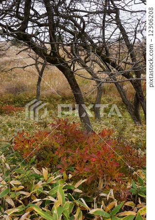 高botch高原杜娟花米秋葉 12306208