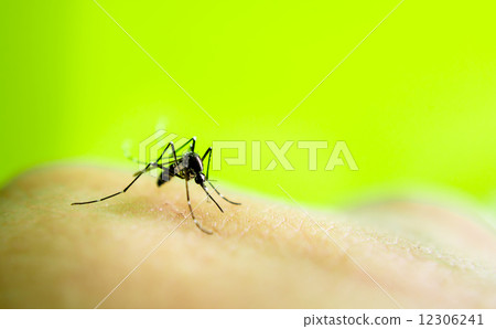 Mosquito sucking blood 12306241