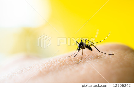 Mosquito sucking blood 12306242