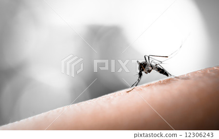Mosquito sucking blood 12306243
