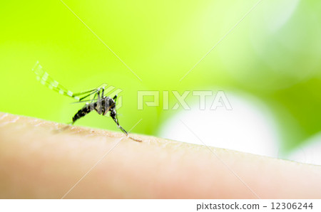 Mosquito sucking blood 12306244