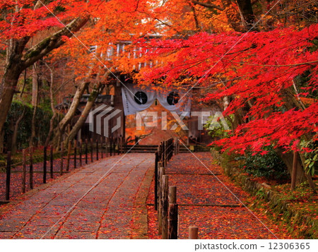 Autumn leaves of Komyoji Autumn leaves of Komyoji 12306365