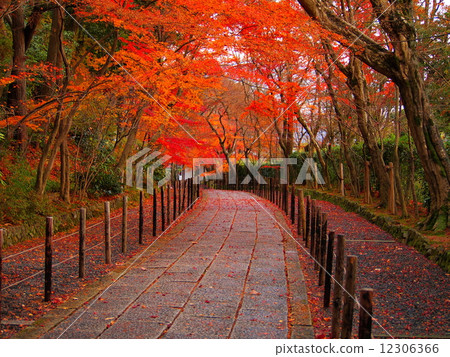 Autumn leaves of Komyoji Autumn leaves of Komyoji 12306366