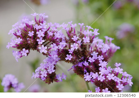 Sakujikyakubena 01 Sakujikyakubena 01 12306540