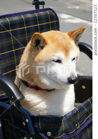 Walking old dog (Shiba Inu) with a wheelbarrow 12307123