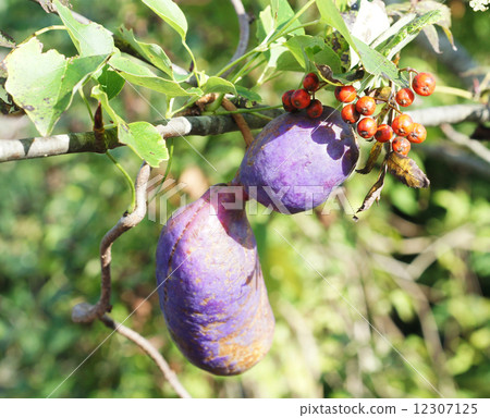 Mitsuba Akebi strangled in Nanakamado 12307125