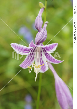 Kobanogibushi花 12307129