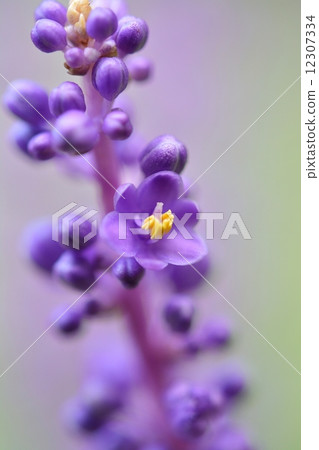 Furayaburan 12307334