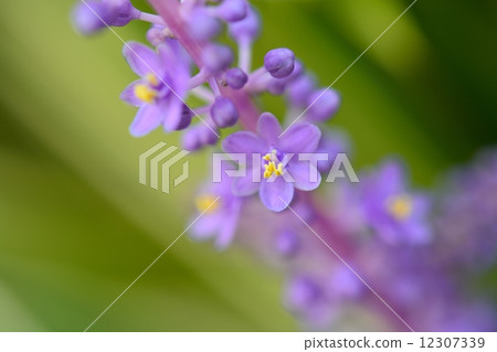 Furayaburan 12307339