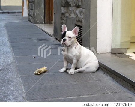 Bulldog's sitting Bulldog's sitting 12307619