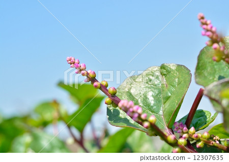 Tsurumurasaki的花 12307635