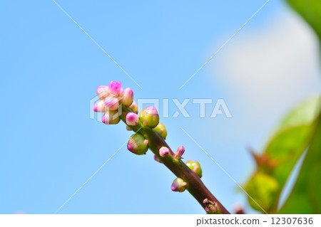 Tsurumurasaki的花 12307636