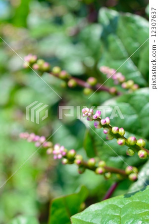 Tsurumurasaki的花 12307637