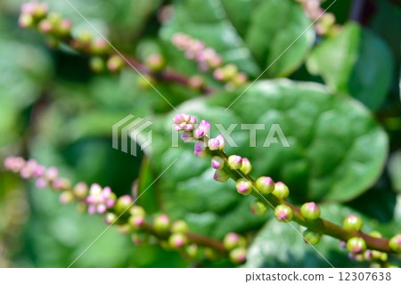 Tsurumurasaki's flower 12307638