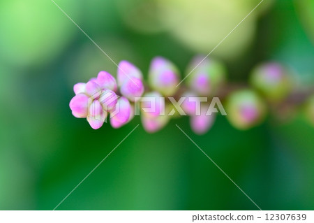 Tsurumurasaki's flower 12307639