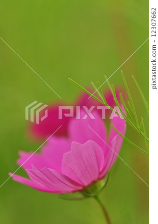Cosmos Cosmos 12307662