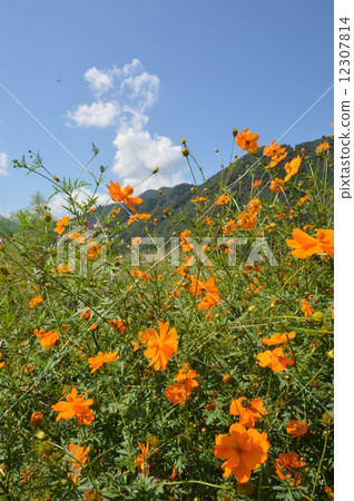 Aozu Cosmos Garden相模原市 Aozu Cosmos Garden相模原市 12307814