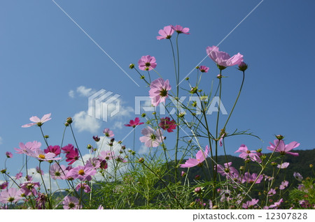 Aozu Cosmos Garden相模原市 Aozu Cosmos Garden相模原市 12307828