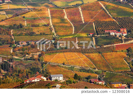 Autumnal hills and vineyards in Piedmont, Italy. Autumnal hills and vineyards in Piedmont, Italy. 12308016