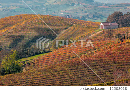 Vineyards in autumn in Piedmont, Italy. 12308018