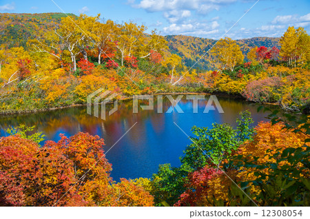 Autumn leaves of Takahara Swamp 12308054