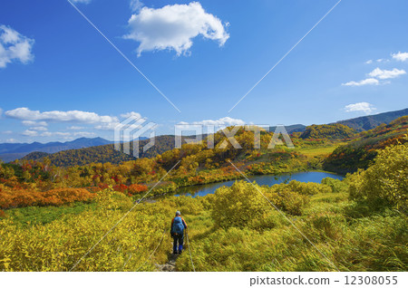 Autumn leaves of Takahara Swamp 12308055