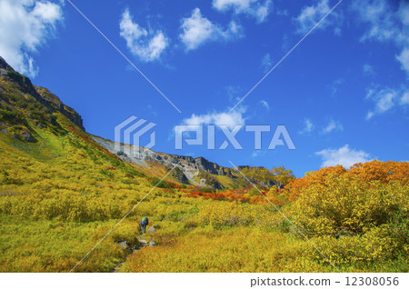 Autumn leaves of Takahara Swamp 12308056