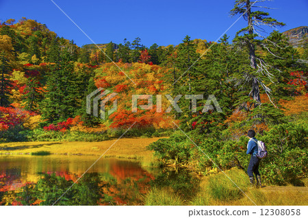 Autumn leaves of Takahara Swamp 12308058