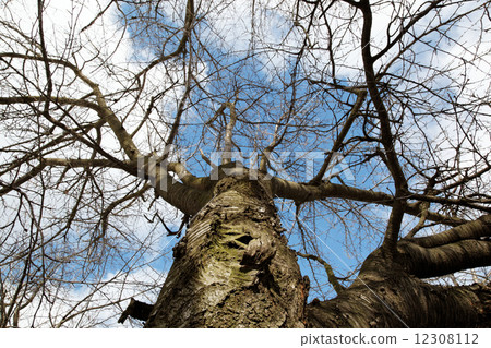 Old tree against a blue sky with clouds. 12308112
