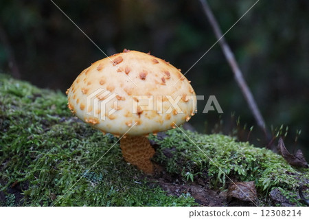 mushroom mushroom 12308214