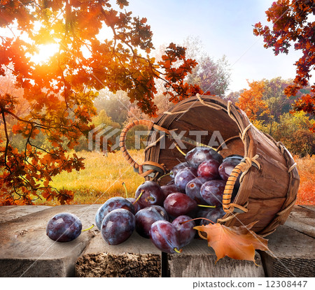 Plums on table Plums on table 12308447