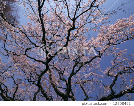 I look up at the drooping cherry tree 12308491