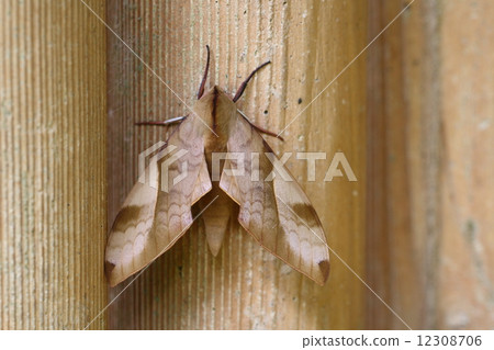 Tobii rosma 12308706