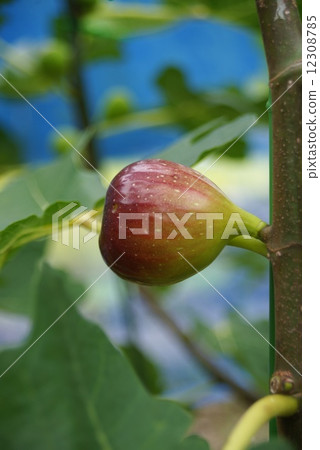 FIG  12308785