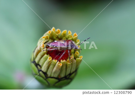 Bee whale bug 12308790
