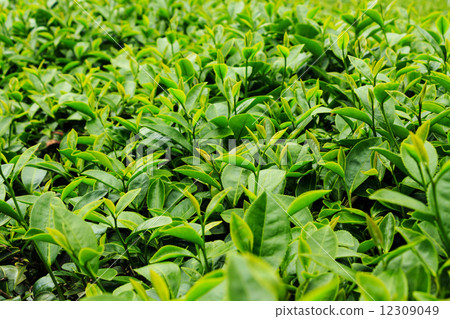 Fresh tea leaves in plantation 12309049