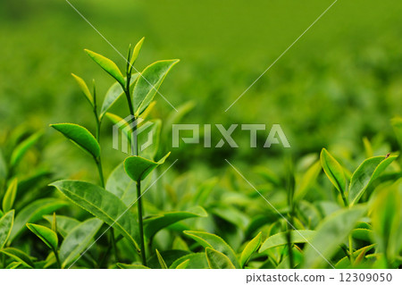 Fresh tea leaves in plantation 12309050