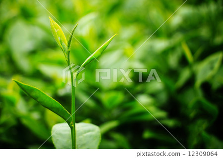 Fresh tea leaves in plantation 12309064