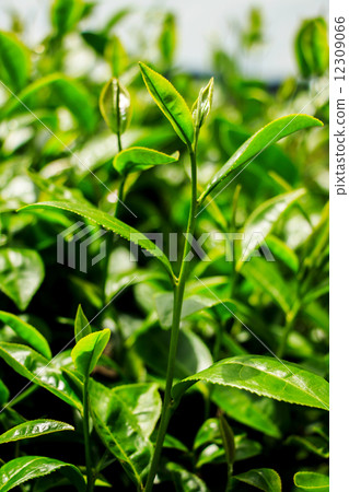 Fresh tea leaves in plantation 12309066