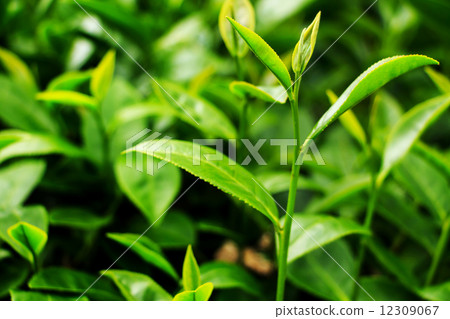 Fresh tea leaves in plantation 12309067