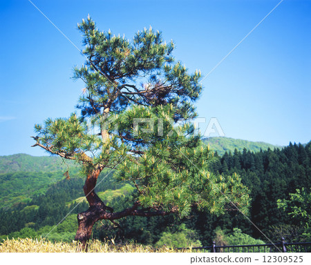 Benkei's throwing pine Benkei's throwing pine 12309525