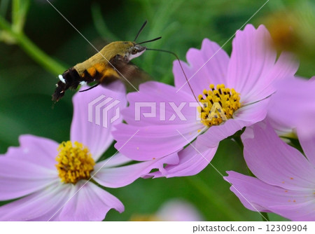 Cosmos and blackberry jujak 12309904