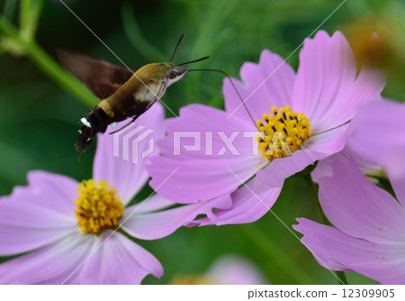 Cosmos and blackberry jujak Cosmos and blackberry jujak 12309905
