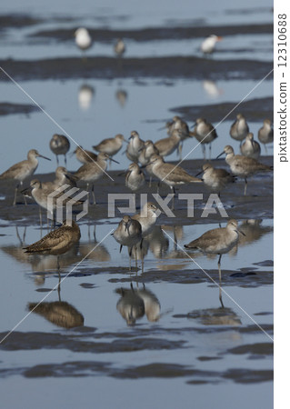 Flat bird 12310688