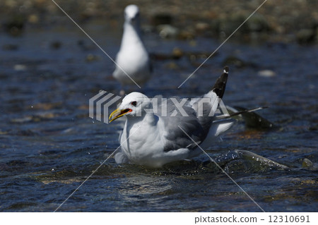 seagull seagull 12310691