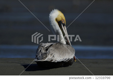Coarse Pelican 12310700