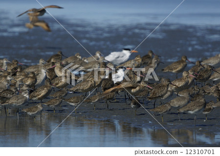 American Oriola 12310701