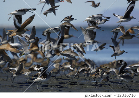 Flight of birds 12310716